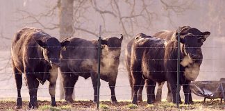 Les animaux génétiquement modifiés présentent des maladies chroniques, des problèmes de reproduction et des malformations montre une étude qui a duré 15 ans