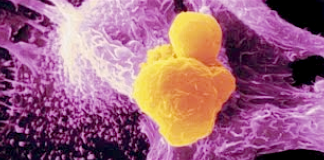 Des enzymes provoquant des cancers intentionnellement ajoutés à tous les vaccins