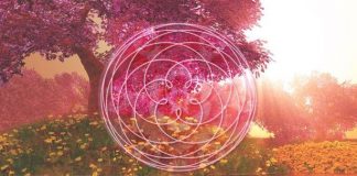 COBRA | 16 Juin 2018 : Activation planétaire de la Sororité de la Rose