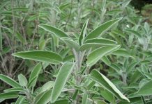 5 Herbes du Jardin Pour la Saison Grippale sauge