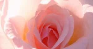 Sororité de la Rose – Invitation à célébrer la Journée internationale de la femme 5BUNSET5D-rose