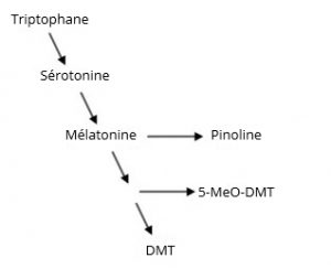 DMT-1-molecules