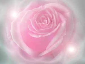 Rose-fleur