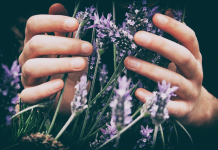 8 Plantes à cultiver pour une meilleure spiritualité et de bonnes vibrations lavande