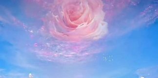 COBRA : Le Retour de l’Esprit ( 8 janvier 2023 ) ocean-rose