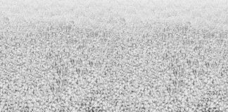 Cobra-15 septembre 2023- Situation planétaire et Conférence sur l’Ascension en Thailande foule