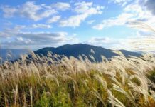 Interview Cobra/Iruka (14 octobre 2025 à Tokyo au Japon) sur Familles/Groupes/Energies Dragon+Livres conseillés+Mystères de la Déesse, Marie-Madeleine+Noblesse Blanche+Energies et lieux énergétiques/Vortex au Japon+Familles Stellaires…)