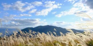 Interview Cobra/Iruka (14 octobre 2025 à Tokyo au Japon) sur Familles/Groupes/Energies Dragon+Livres conseillés+Mystères de la Déesse, Marie-Madeleine+Noblesse Blanche+Energies et lieux énergétiques/Vortex au Japon+Familles Stellaires…)